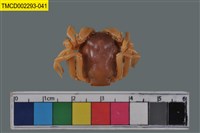 藏品(短指和尚蟹)的圖片